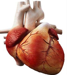 corazon