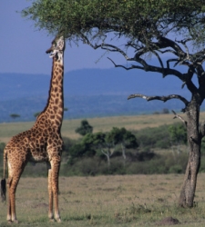jirafa-arbol.jpg