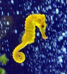 caballito de mar
