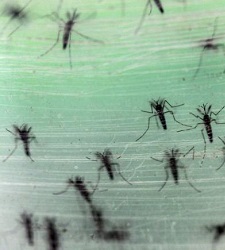 zika-reuters.jpg