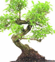 bonsai.jpg