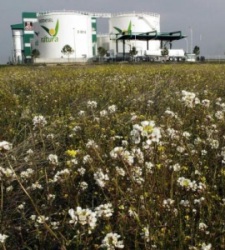 biodiesel-natur-reuters.jpg