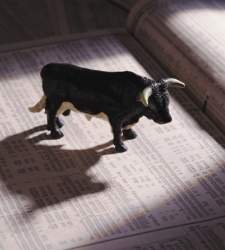 Toro-oscuro.jpg