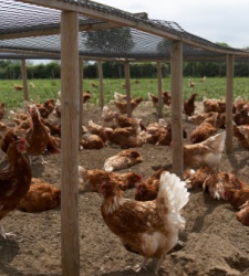 gallina-corral.jpg