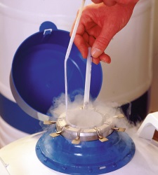 ovulo-congelado.jpg