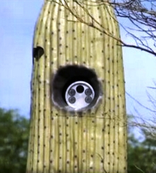 camara_cactus.jpg