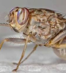mosca-tse.jpg