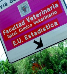 veterinaria.jpg