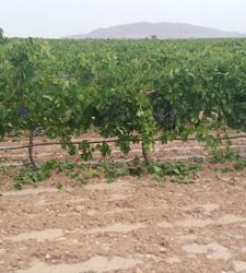 daño cultivo albacete