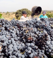 uvas-bodegas.jpg