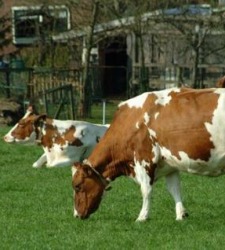 vacas_locas.jpg