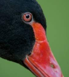 cisne negro