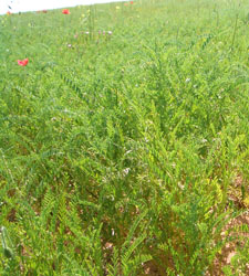 sanidad-vegetal