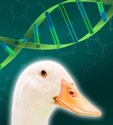 genoma-pato.jpg