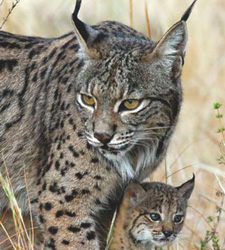 lince