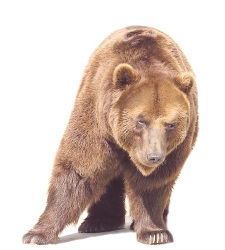 oso.jpg