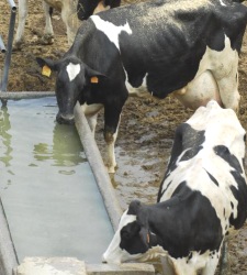 VACAS.jpg