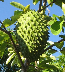 guanabana-wk.jpg