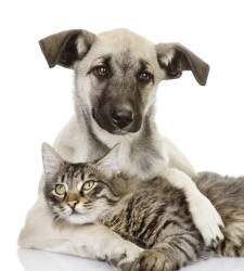 perro-gato-thinkstock.jpg
