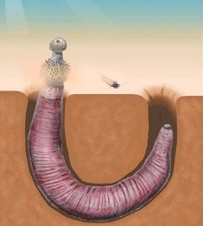 gusanos-carnivoros-dientes.jpg