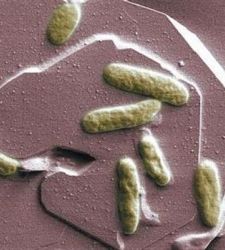 bacteria_fosil.jpg