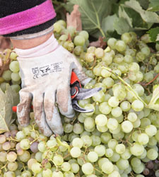 uvas