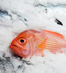 pescado-hielo.jpg