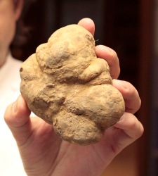trufa-blanca1.JPG