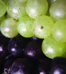vino
