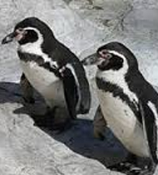 pinguinos