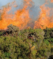 incendioo.jpg