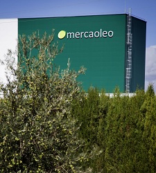 mercaoleoint.jpg