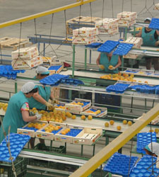 industria