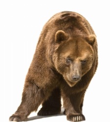 oso225x250.jpg