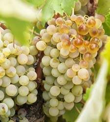 vinedo