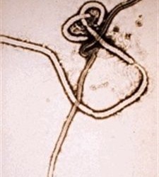 virus-ebola.jpg