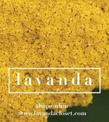 lavanda.jpg