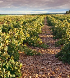 Viñedo