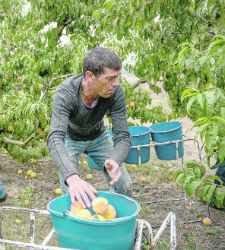 agricultor-cosecha-225250.jpg