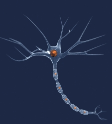 neurona_3.jpg