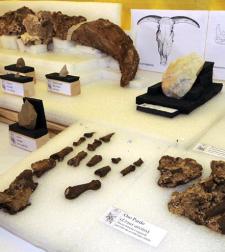 restos-prehistoricos.jpg