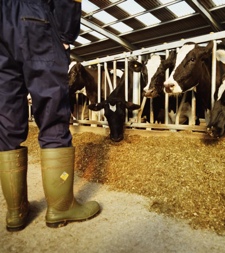 vacas2