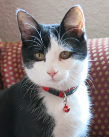 gatito