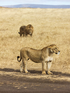 áfrica