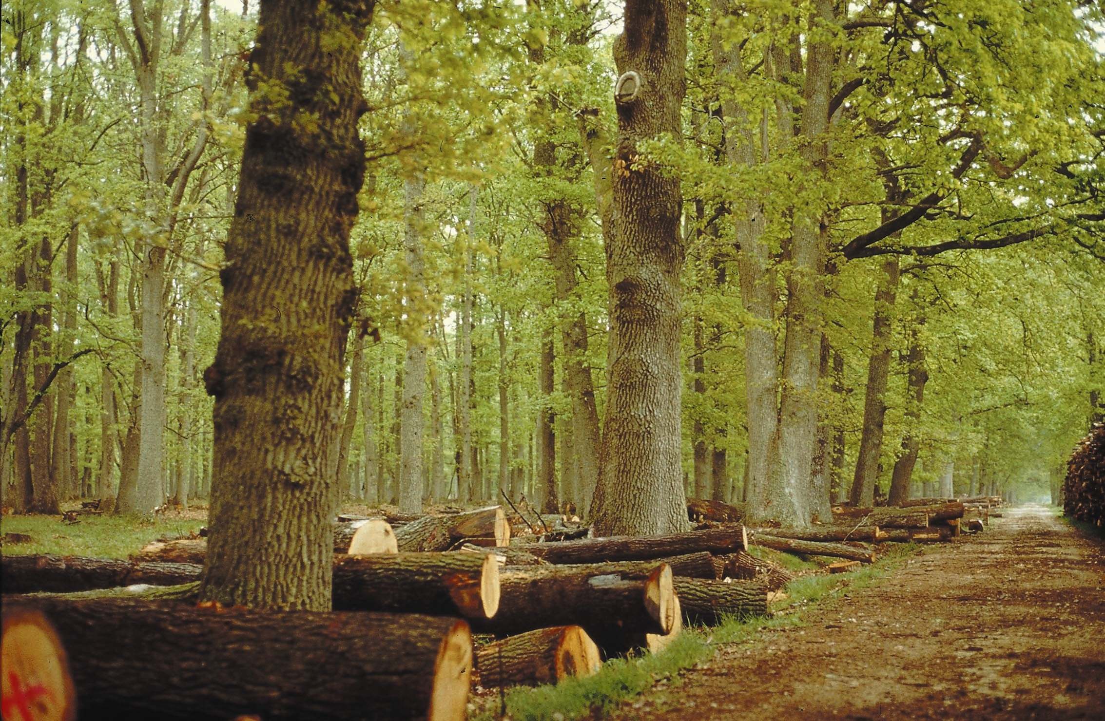 Tala de árboles