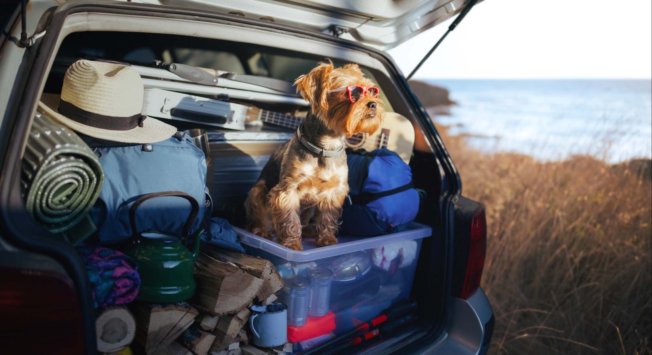 Un perro en el coche, junto con las maletas, para ir de vacaciones. / Foto: iStock