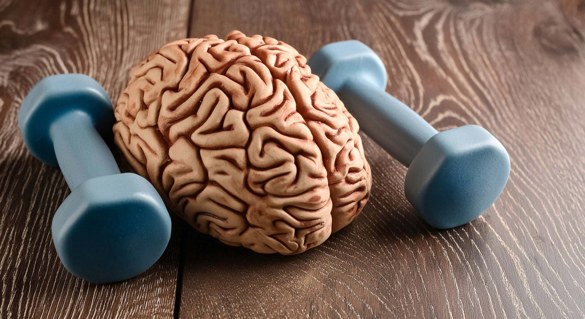 Modelo de un cerebro con dos mancuernas a sus lados