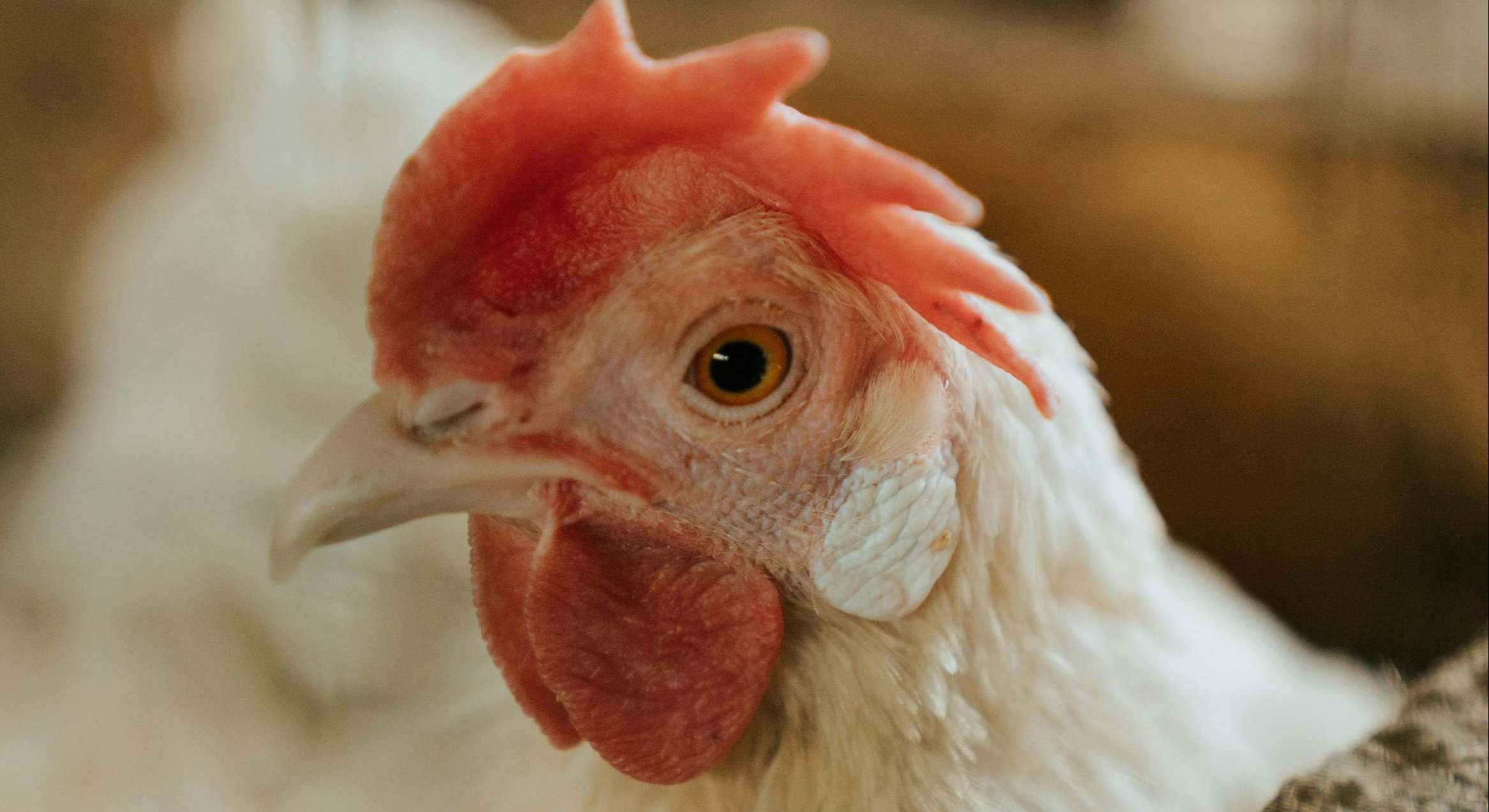 La gripe aviar es una enfermedad infecciosa que afecta a las aves
