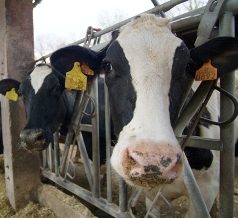 vacas1.jpg