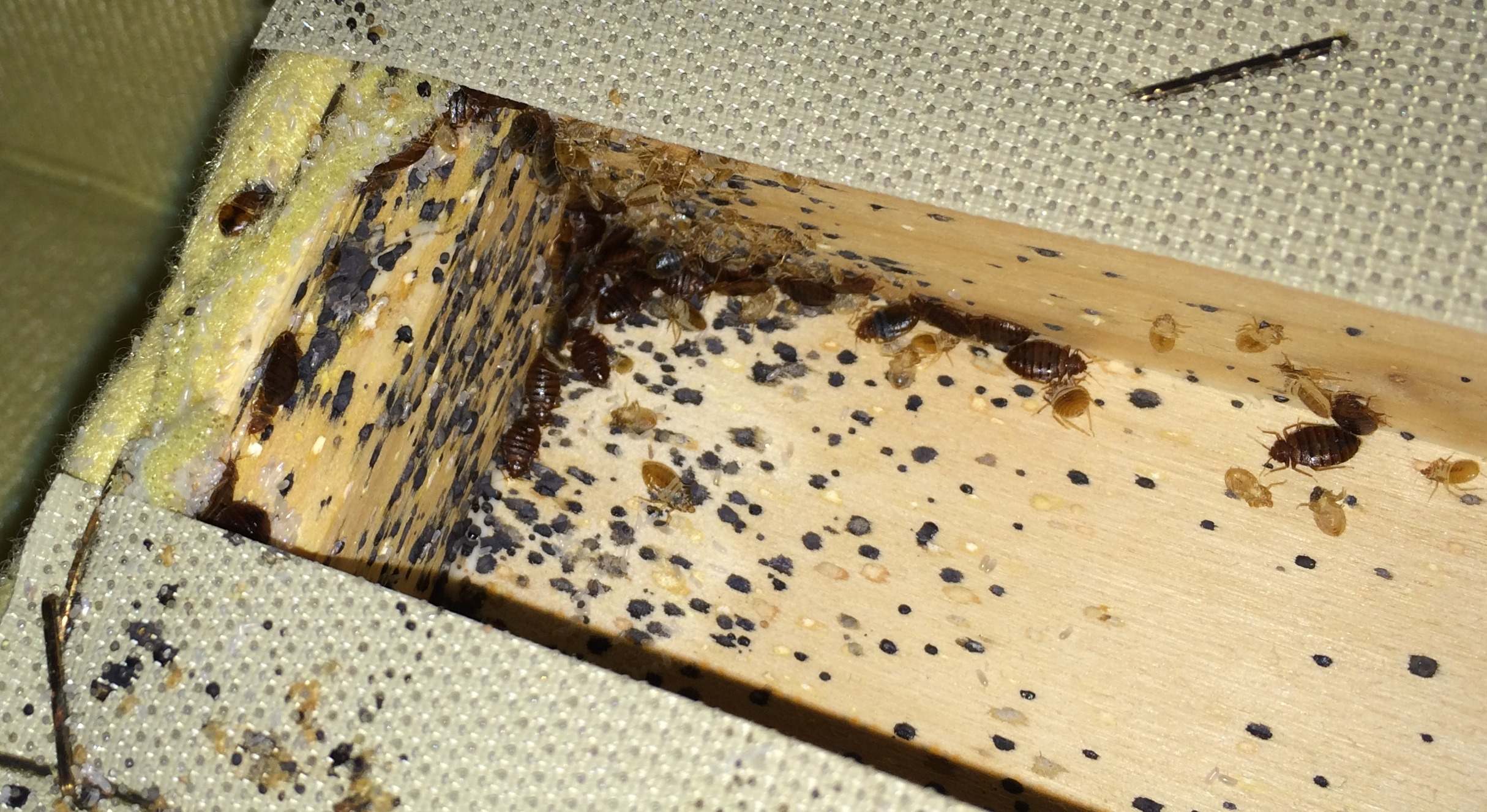 Infestación de chinches